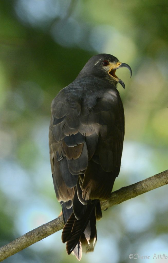 Young male Snail Kite emits his squeaky screen door call