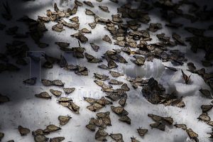 Butterflies that didn't survive the harsh weather. (Photo: LA VOZ DE MICHOACÁN/ENRIQUE CASTRO)