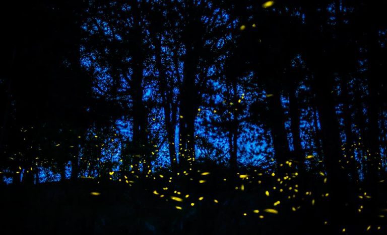 Nanacamilpa: Firefly sanctuary in Tlaxcala, Mexico - The Yucatan Times