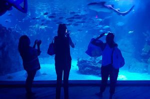 L'Aquarium in Playa del Carmen. (PHOTO: quintanaroohoy.com)