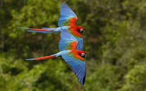 Red macaws in flight. (PHOTO: all-free-download.com)