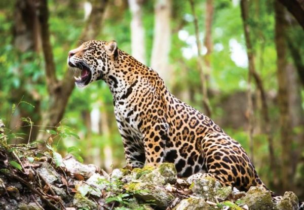 Quintana Roo holds the largest jaguar population ...