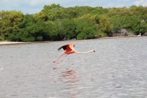 Rio Lagartos flamingo (PHOTO: busybeetraveler.wordpress.com)