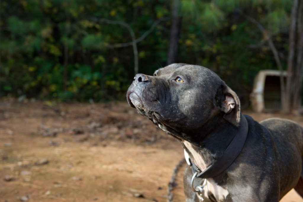 Mexico adopts felony penalties against dogfighting - The Yucatan Times