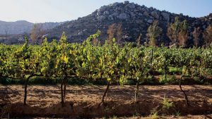 Vineyard in Valle de Guadalupe. (PHOTO: Getty Images)