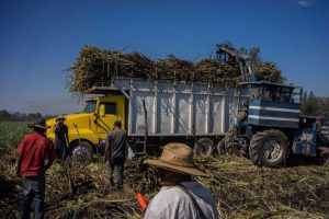 Mexican sugar cane workers load a truck in a Nayarit state. (PHOTO: Bloomberg)