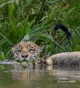 It’s up to us to protect jaguars from extinction - The Yucatan Times