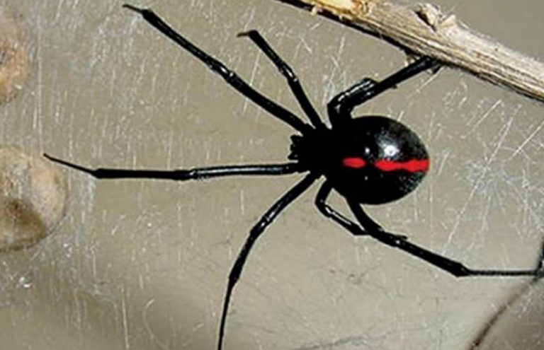 Black widow spiders identified in Yucatán for third year in a row - The ...