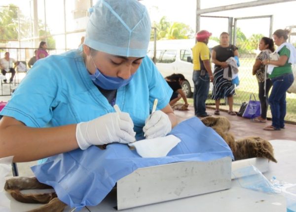 Overpopulation of street fauna, a health problem in Yucatán - The ...