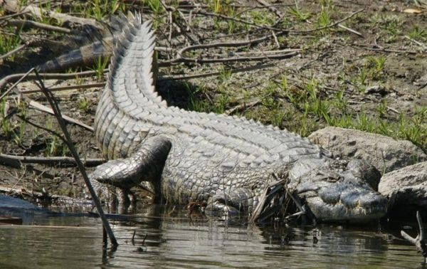 Quintana Roo, first state to work with Ranching Protocols for the swamp ...