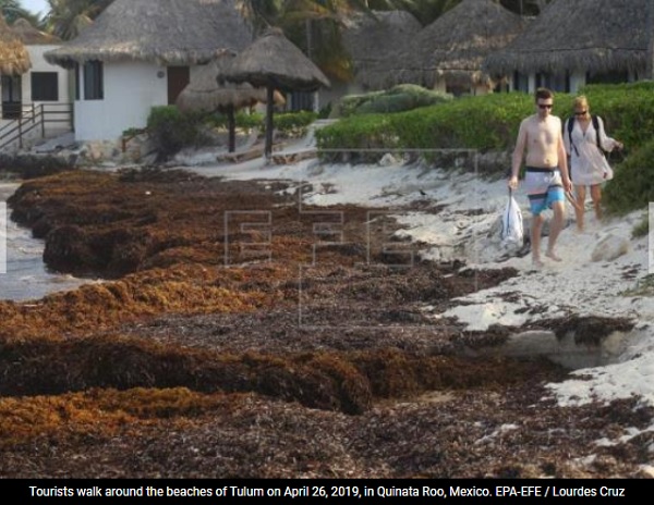 yucatan warning travel threatened by smelly Roo beaches Quintana invasion seaweed