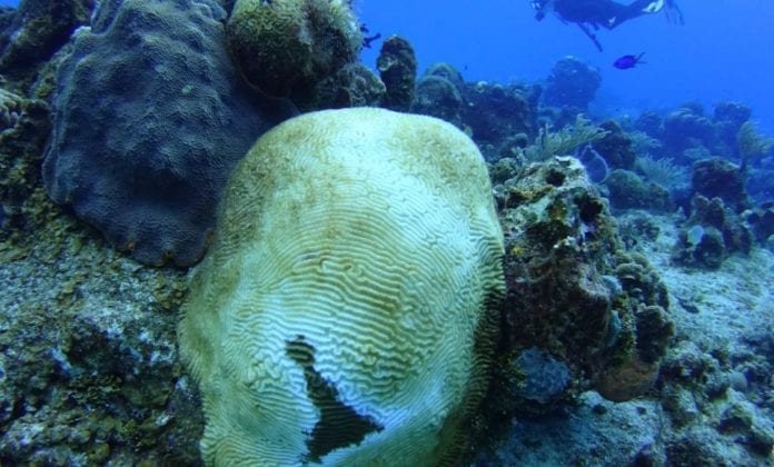 Cozumel coral reef is dying, damage increases to 40% – The Yucatan Times