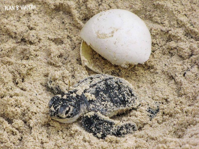 Three endangered turtles found dead in less than a week - The Yucatan Times