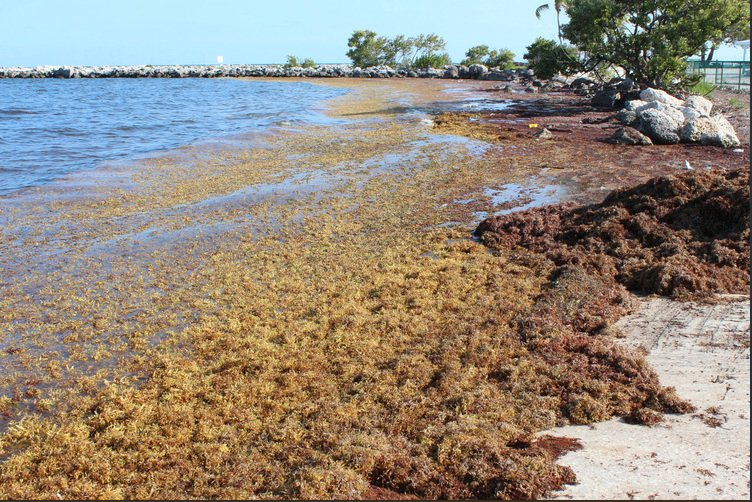 Sargasso invasion now reaches Florida beaches The Yucatan Times