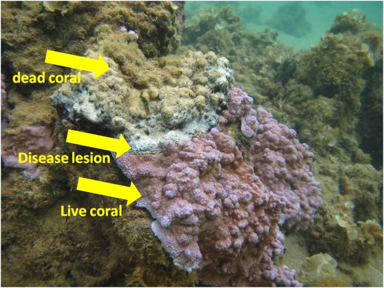 Yucatan Coral Reefs Affected By The “white Syndrome” The Yucatan Times