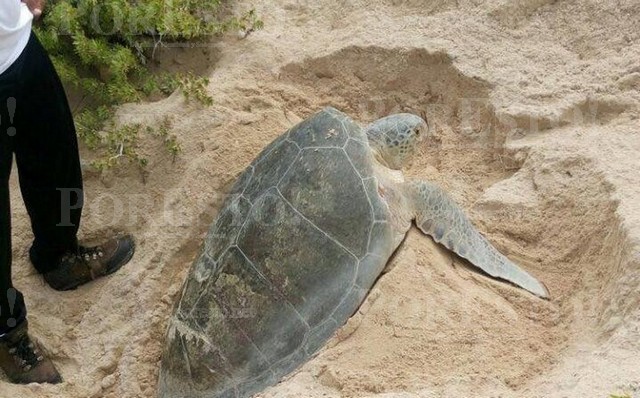 Turtle reproduction cycle is affected by the arrival of sargassum ...