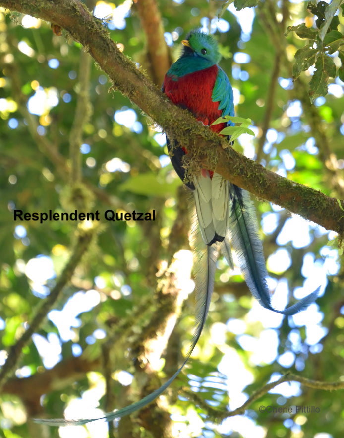  BACKYARD BIRDING IN MERIDA YUCATAN AND BEYOND 