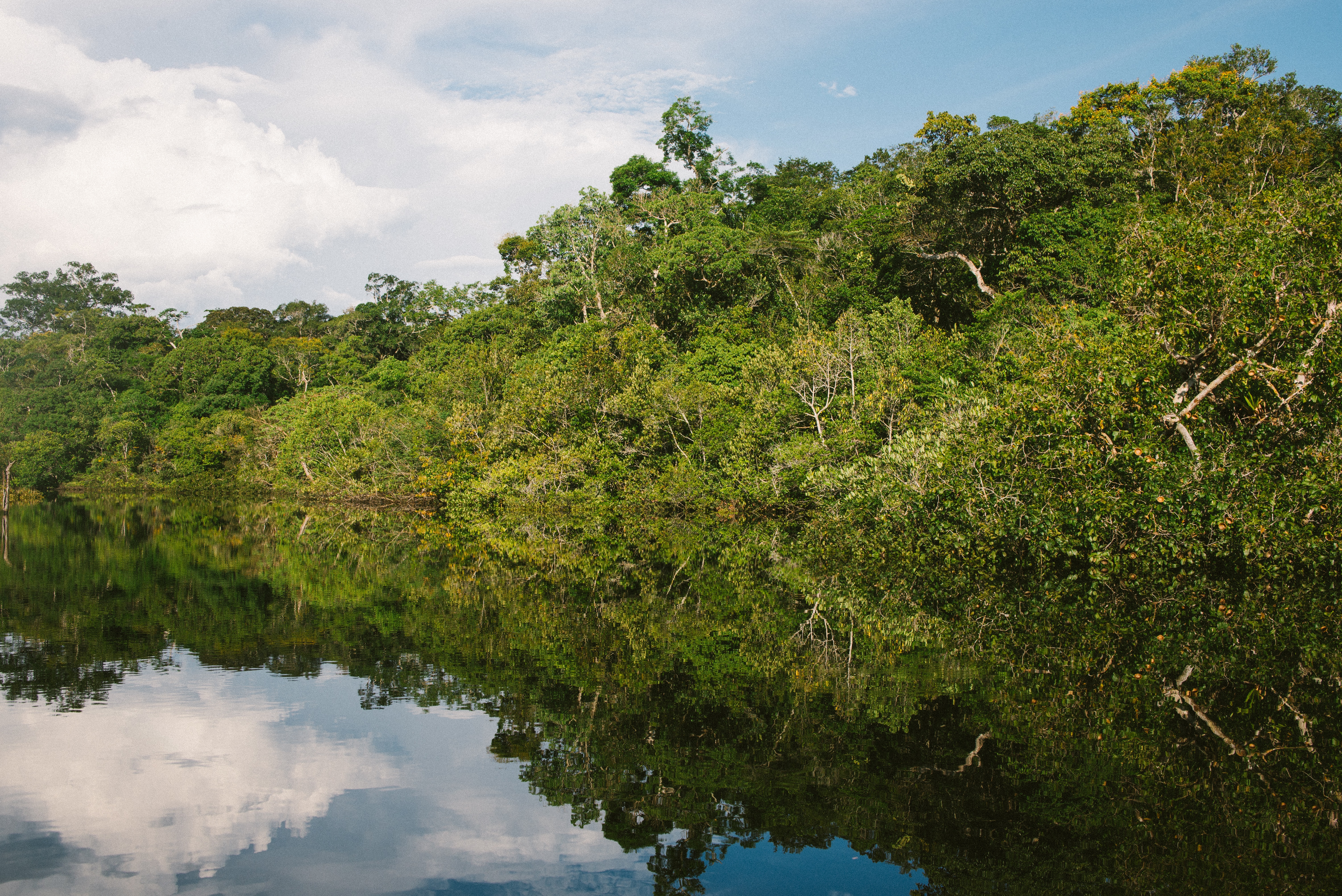 Amazon rainforest could recover from climate change thanks to