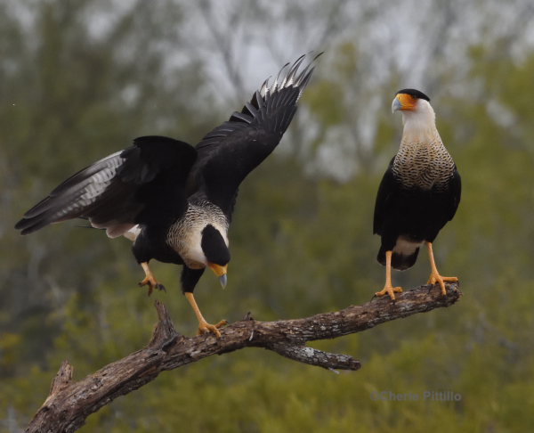 BACKYARD BIRDING IN MERIDA, YUCATAN AND BEYOND – COUPLING?: CRESTED