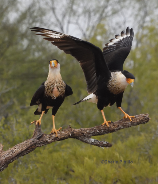 BACKYARD BIRDING IN MERIDA, YUCATAN AND BEYOND – COUPLING?: CRESTED