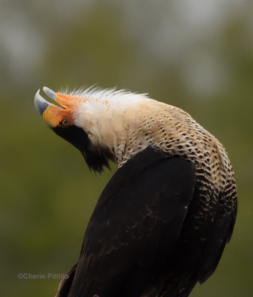 BACKYARD BIRDING IN MERIDA, YUCATAN AND BEYOND – COUPLING?: CRESTED