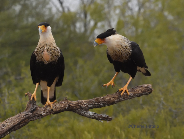 BACKYARD BIRDING IN MERIDA, YUCATAN AND BEYOND – COUPLING?: CRESTED