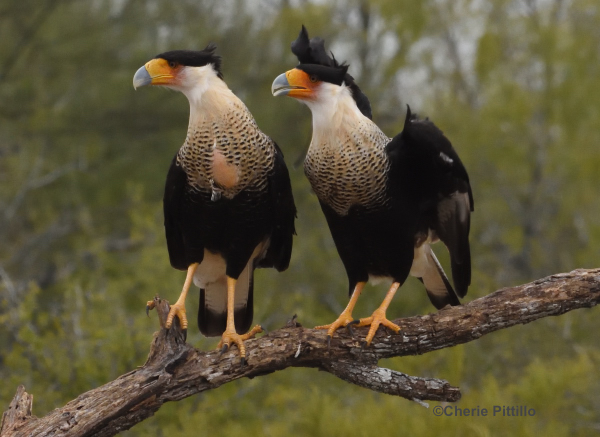 BACKYARD BIRDING IN MERIDA, YUCATAN AND BEYOND – COUPLING?: CRESTED