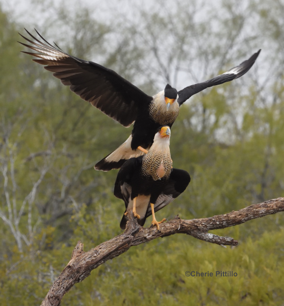 BACKYARD BIRDING IN MERIDA, YUCATAN AND BEYOND – COUPLING?: CRESTED