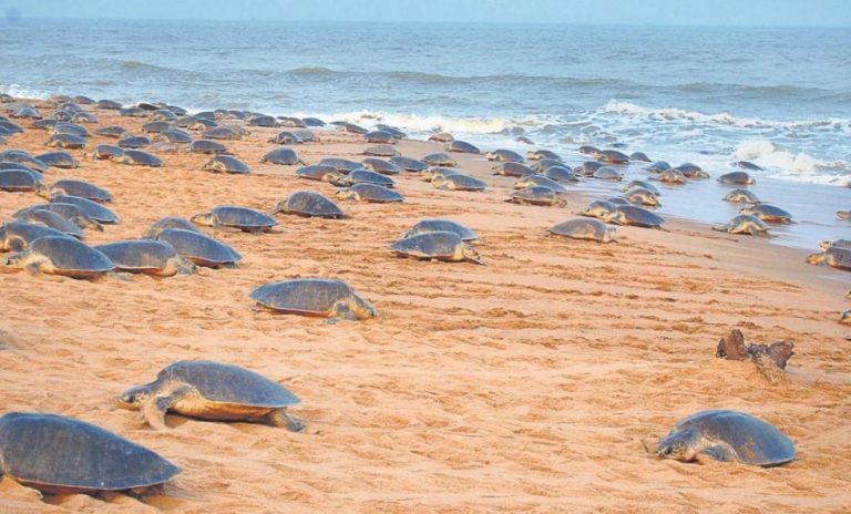 Thousands Of Sea Turtles Invade An Empty Beach In India To Nest For The My Xxx Hot Girl 