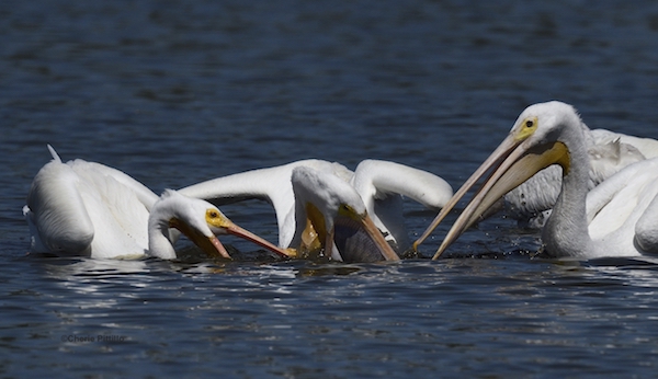 BACKYARD BIRDING IN MERIDA, YUCATAN AND BEYOND - PUNCTURED PELICAN POUCHES: AMERICAN WHITE ...