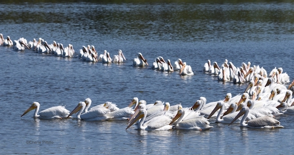 This image has an empty alt attribute; its file name is 11.-Semi-circle-foraging-strategy-of-American-White-Pelicans.jpg