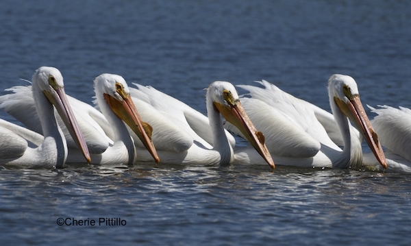 This image has an empty alt attribute; its file name is 12.Small-line-of-American-White-Pelicans.jpg