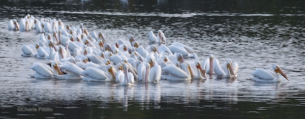 This image has an empty alt attribute; its file name is 15.-A-larger-squadron-of-pelicans-gather-to-fish.jpg