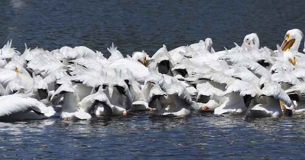 This image has an empty alt attribute; its file name is 17-Frenzy-of-feathers-while-fishing-of-American-White-Pelicans.jpg