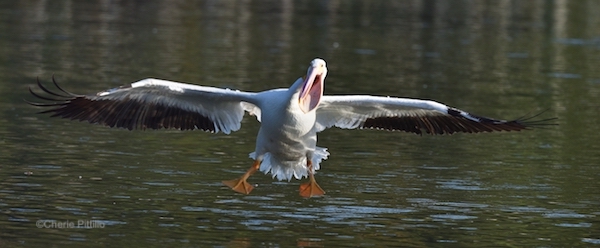 This image has an empty alt attribute; its file name is 18-This-pelican-flew-in-to-join-a-feeding-flock.-Look-at-its-wake-in-the-next-image..jpg