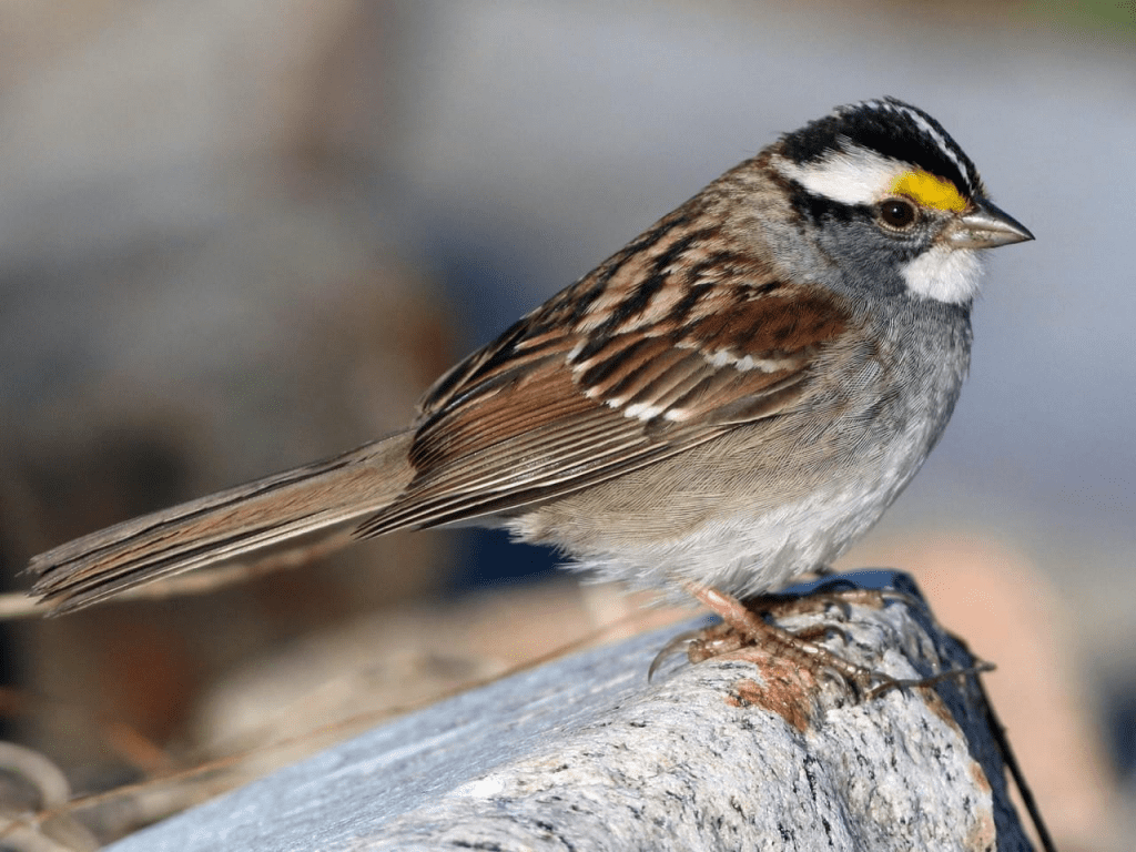 New Canadian Sparrow Song Becomes North-American Hit Tune - The Yucatan ...