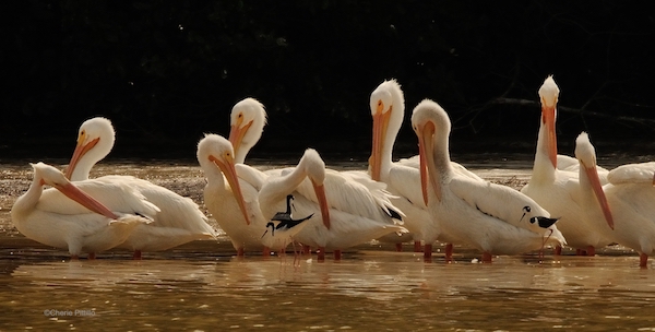 This image has an empty alt attribute; its file name is 20-Black-necked-Stilts-near-loafing-area-of-preening-American-White-Pelicans.jpg