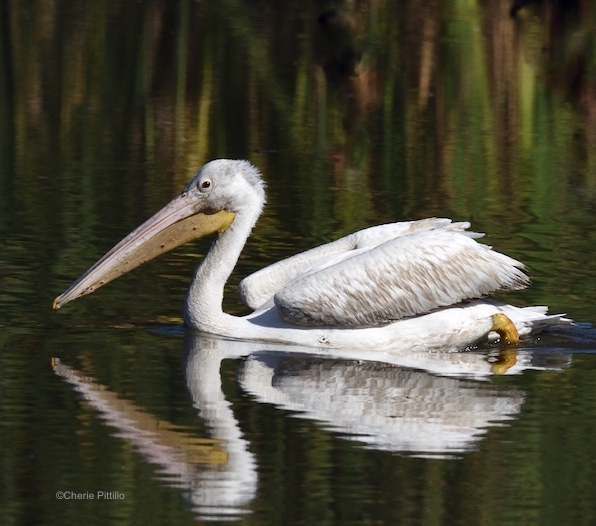 This image has an empty alt attribute; its file name is 22-Immature-American-White-Pelican-has-paler-bill-and-legs-and-gray-feathers-on-head-neck-and-back.-1.jpg