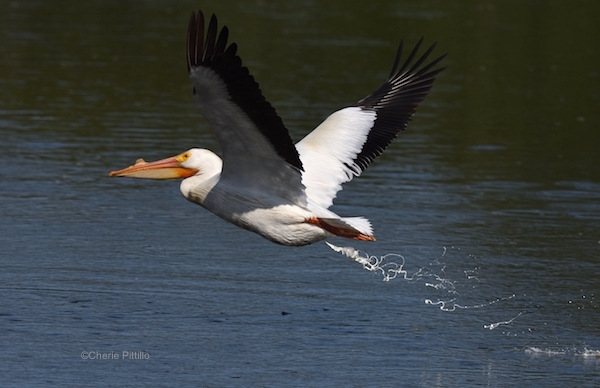 This image has an empty alt attribute; its file name is 23-Recycling-fish-American-White-Pelican-1.jpg