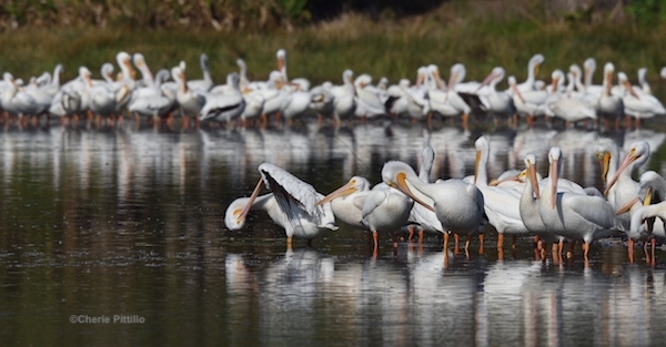 This image has an empty alt attribute; its file name is 4.-Preening-and-loafing-American-White-Pelicans-1.jpg