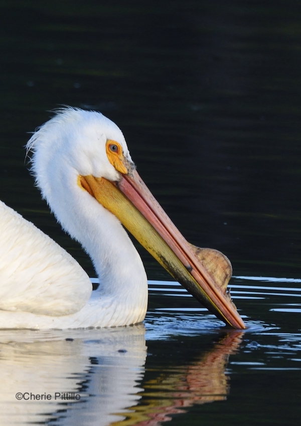 This image has an empty alt attribute; its file name is 8-During-breeding-season-both-sexes-of-American-White-Pelican-grow-a-__horn__on-their-upper.jpg