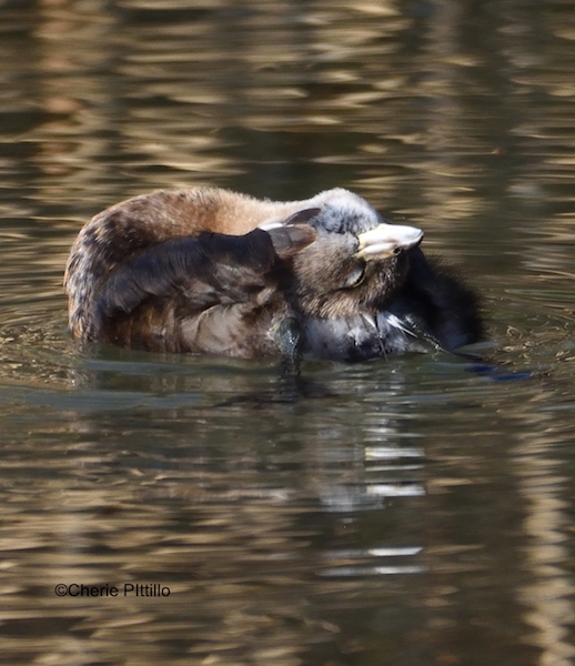 This image has an empty alt attribute; its file name is 10-Pied-billed-Grebe-rubs-head-on-preen-gland.jpg