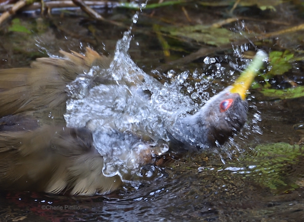 This image has an empty alt attribute; its file name is 13-Many-birds-lose-their-clear-vision-and-hearing-while-bathing-like-this-Gray-cowled-Wood-Rail-.jpg