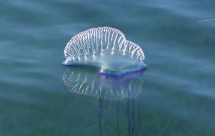 Jellyfish wash up on beaches of Yucatán - The Yucatan Times