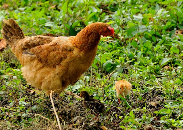 This image has an empty alt attribute; its file name is 2-Mama-chicken-with-two-chicks.jpg