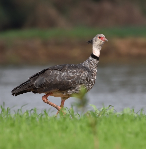 This image has an empty alt attribute; its file name is 4-Southern-Screamer.jpg