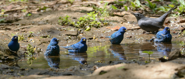 This image has an empty alt attribute; its file name is 5-Migratory-male-Indigo-Buntings-stop-by-for-a-communal-drink-and-bath-just-before-a-Gray-Catbird-joins-them.jpg