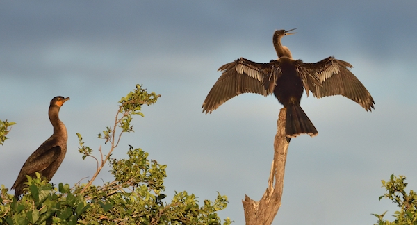 This image has an empty alt attribute; its file name is 14-Does-an-Anhinga-have-more-wettable-wings-than-a-cormorant.jpg