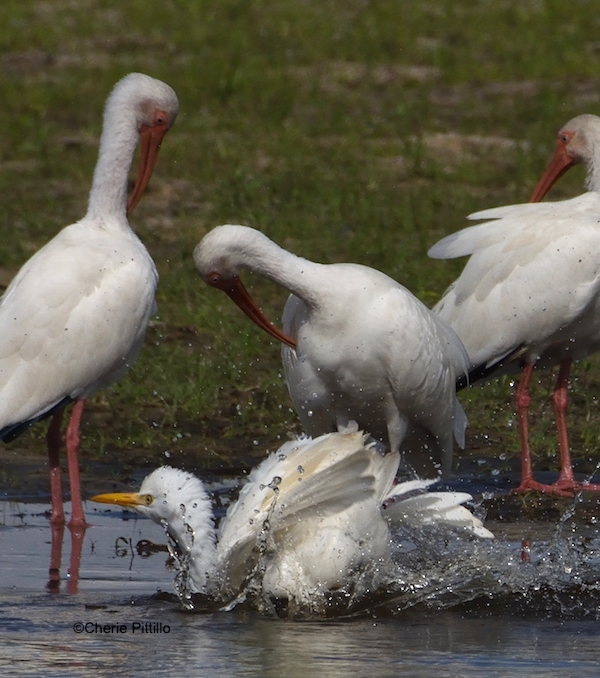 This image has an empty alt attribute; its file name is 2-Cattle-Egret-did-only-one-splash-.jpg