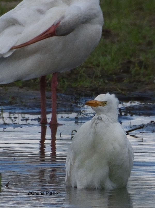 This image has an empty alt attribute; its file name is 4-Eventually-Cattle-Egret-sat-upright.jpg